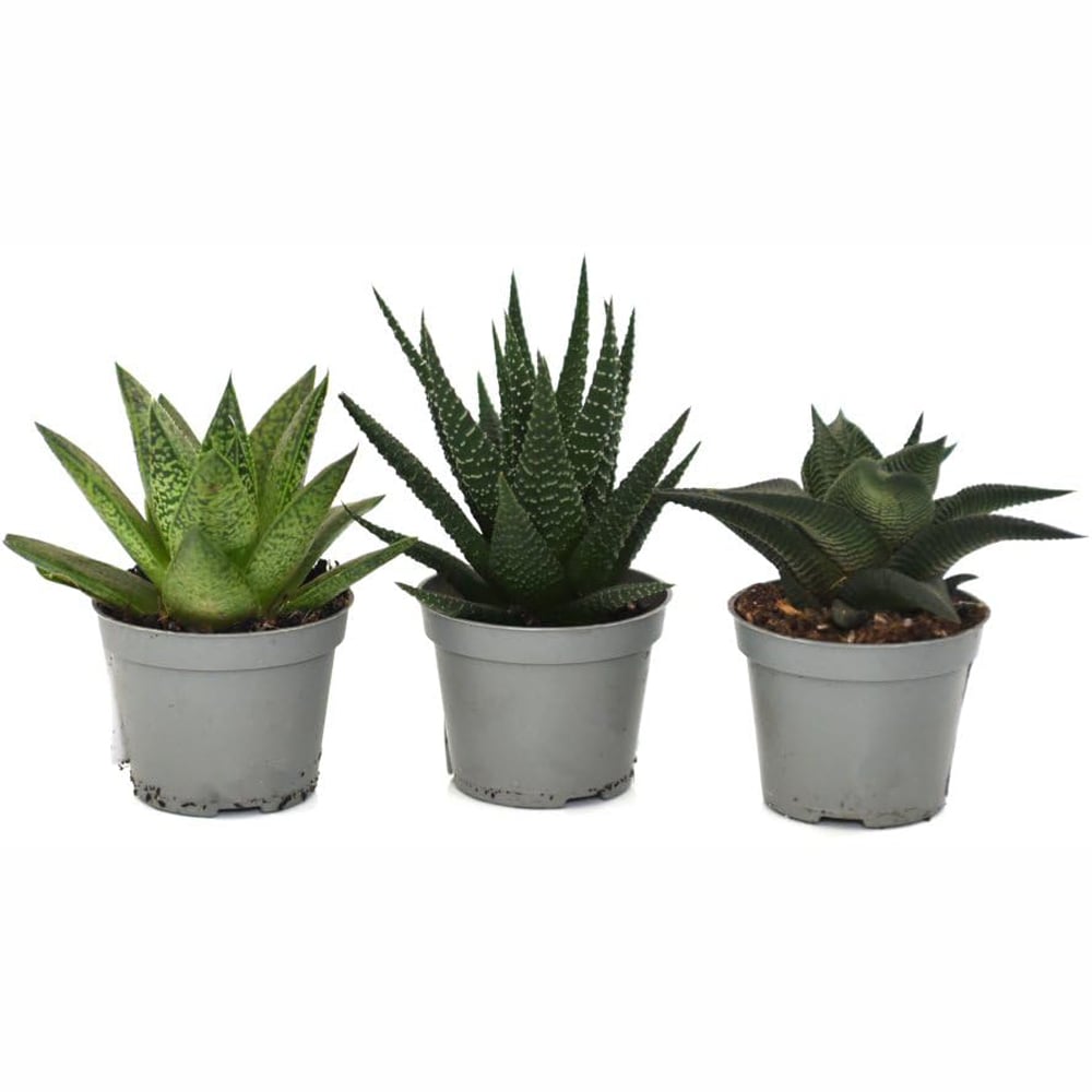 Thompson and Morgan Haworthia Hybrid Mix Plant Pot 5.5cm Image 2