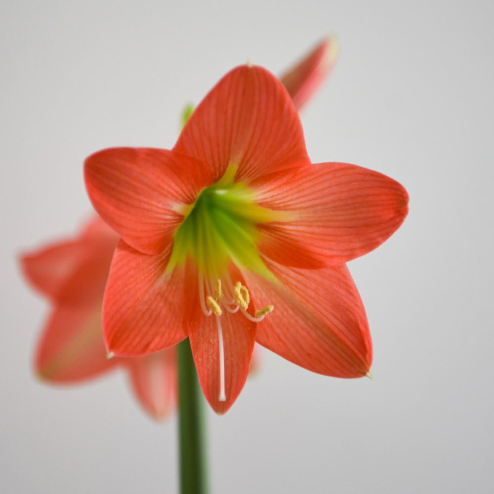Thompson and Morgan Christmas Gift Amaryllis Hippeastrum Colibri Rascal Plant Pot 10cm 2 Pack Image 4