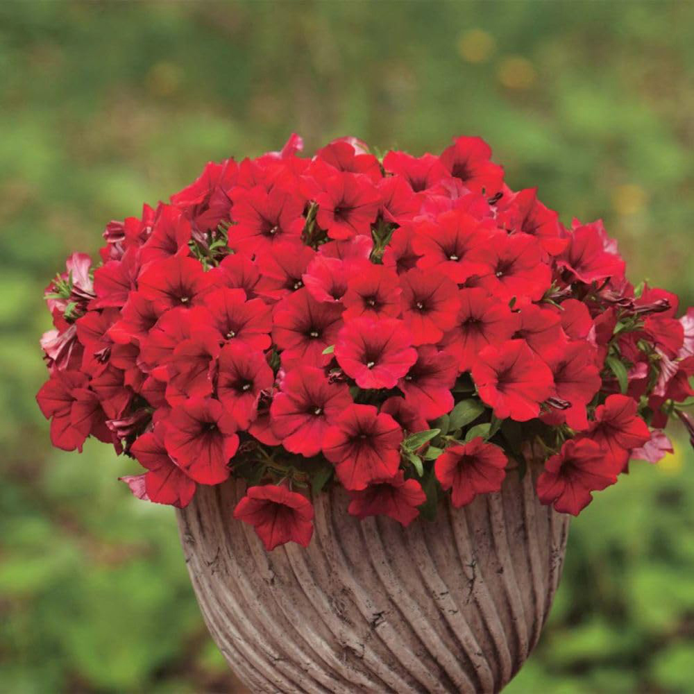 Thompson and Morgan Petunia Deep Red Trailing Surfinia Postiplug Plant 10 Pack Image 2