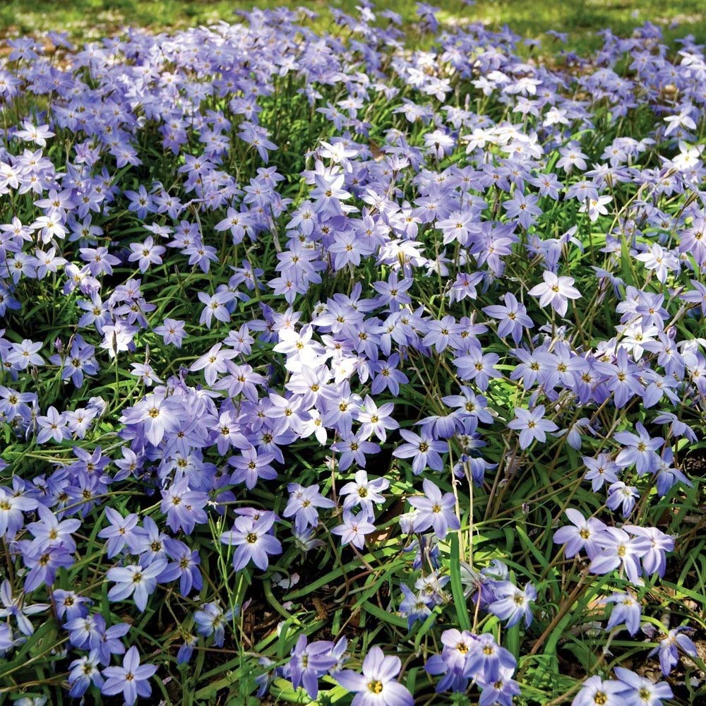 Thompson and Morgan Ipheion Mixed Spring Planting Bulb 40 Pack Image 4