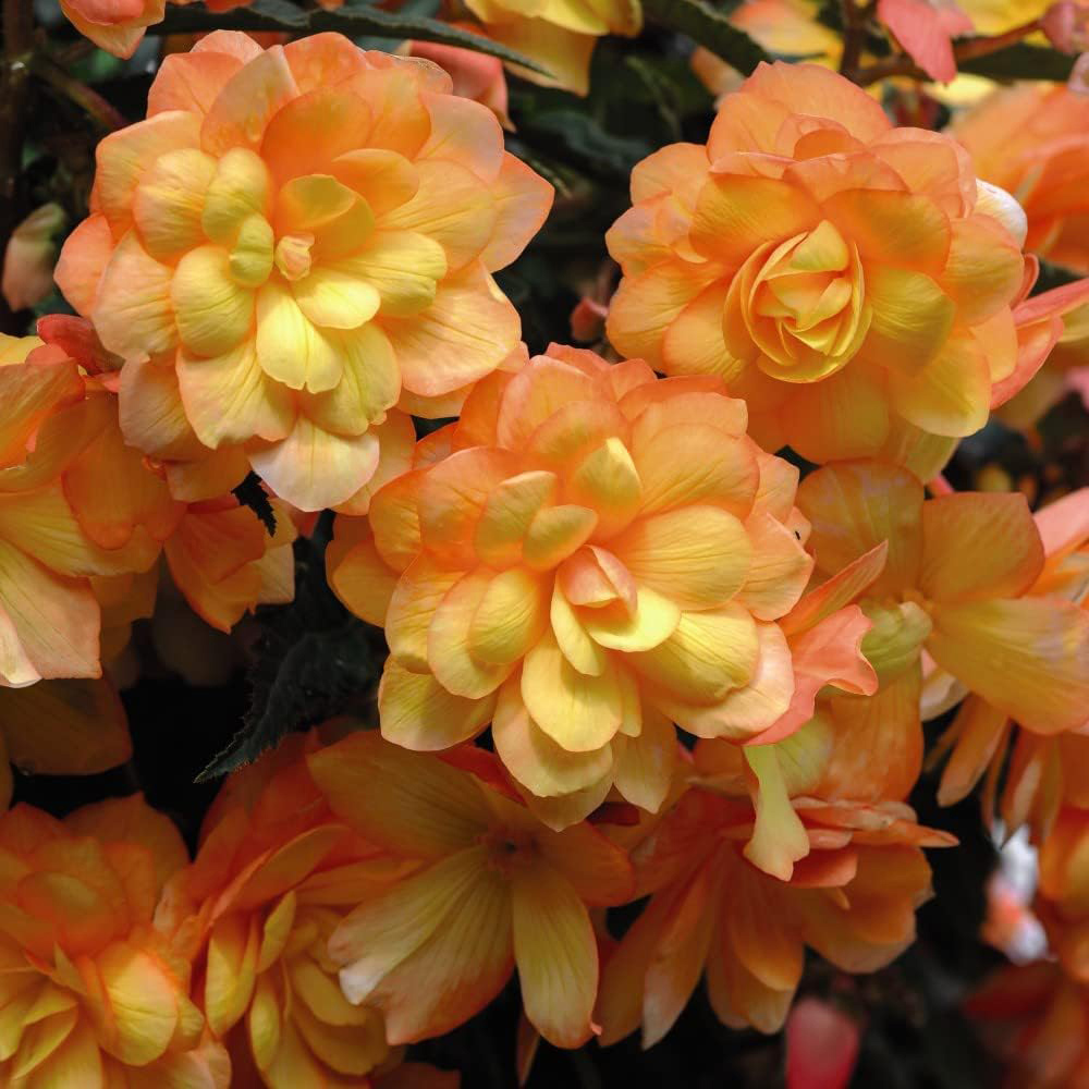 Thompson and Morgan Begonia Apricot Shades Preplanted Hanging Basket 35cm 2 Pack Image 3