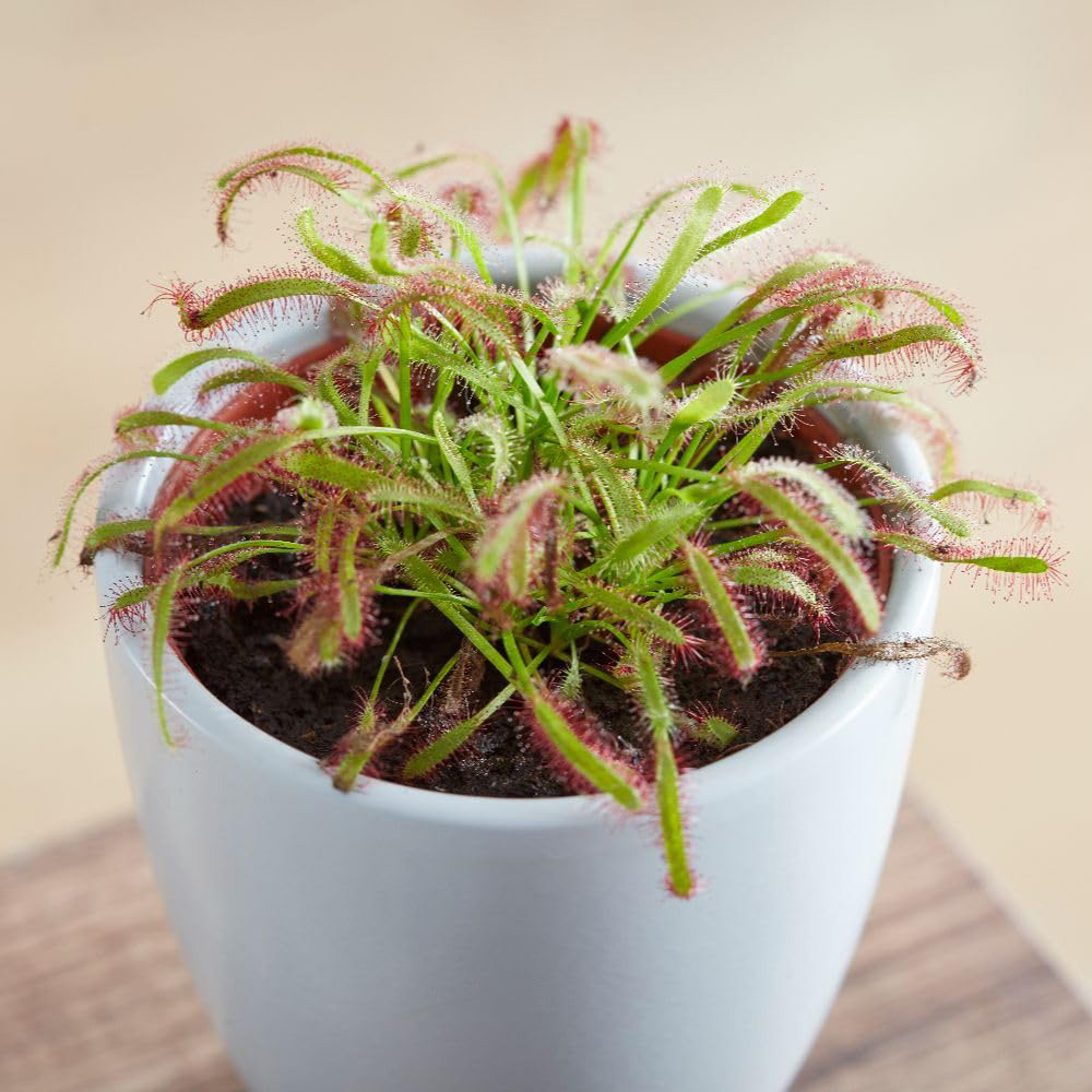 Thompson and Morgan Drosera Capensis Plant Pot 9cm 2 Pack Image 2
