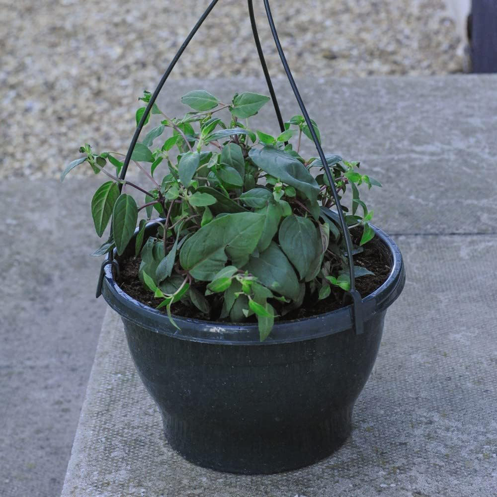 Thompson and Morgan Begonia Apricot Shades Preplanted Hanging Basket 35cm 2 Pack Image 6