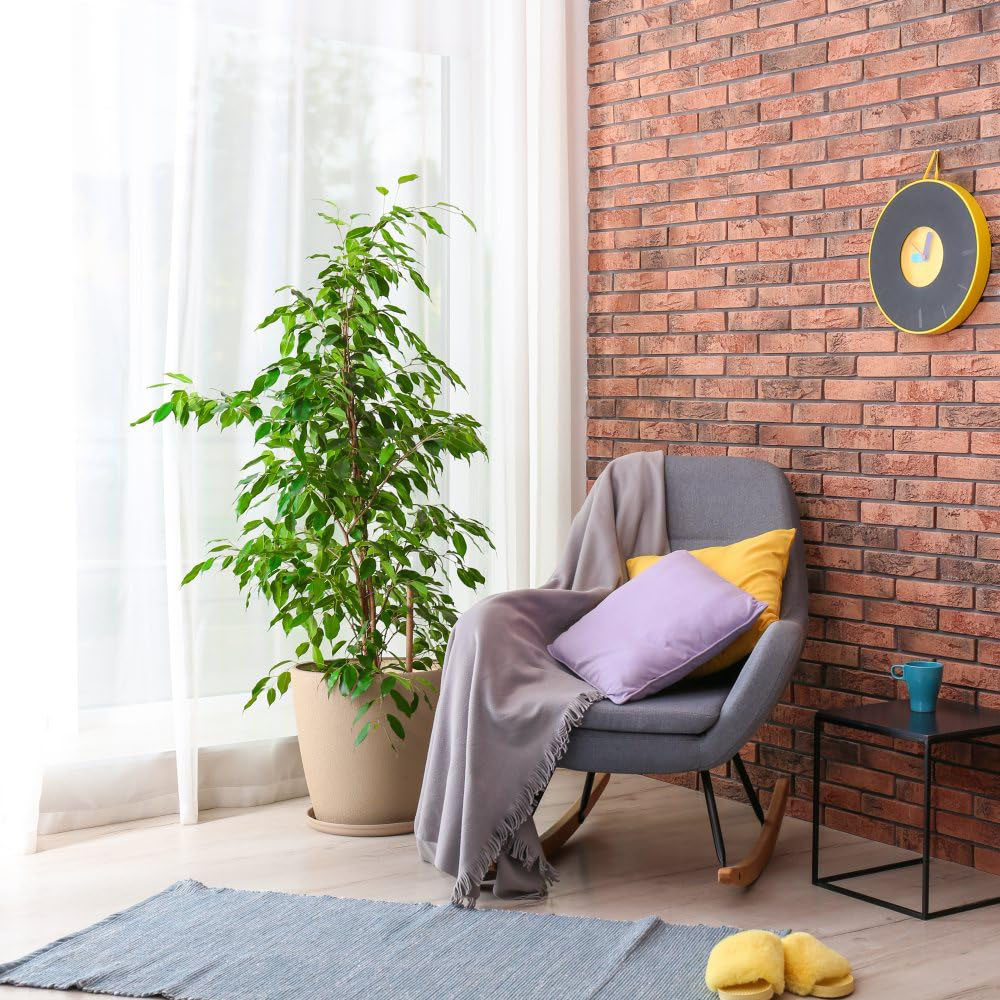 Thompson and Morgan Ficus Benjamina Variegated Weeping Fig Plant Pot 12cm 2 Pack Image 3