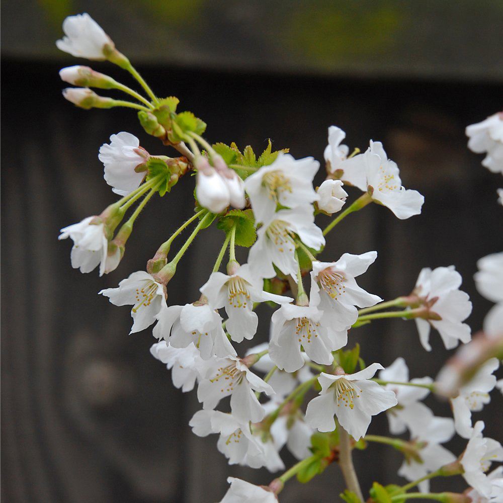 Thompson & Morgan Prunus Incisa Kojo-No-Mai Potted Plant 3.6L 2 Pack Image 2