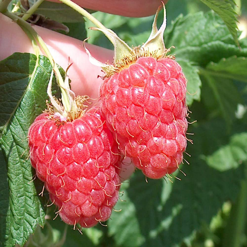 Thompson & Morgan Raspberry Rubus Idaeus Malling Minerva Cane Plant 3 Pack Image 2