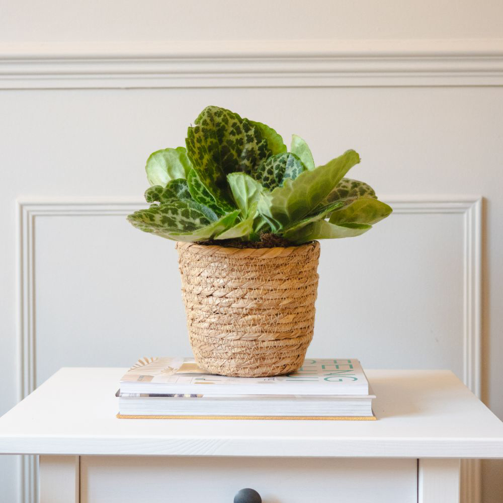 Thompson and Morgan Streptocarpus Pretty turtle Plant Pot 13cm Image 2