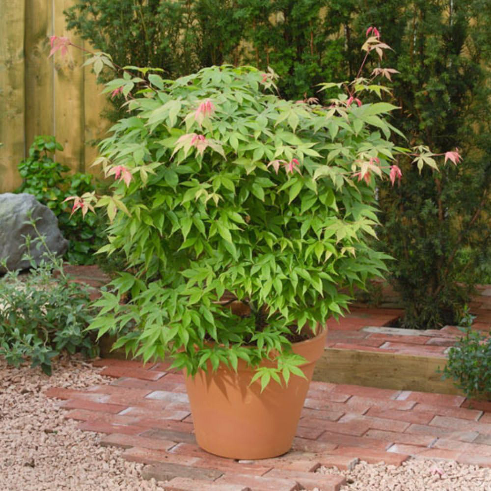 Thompson and Morgan Acer Palmatum Duo Plant Pot 7cm 2 Pack Image 3