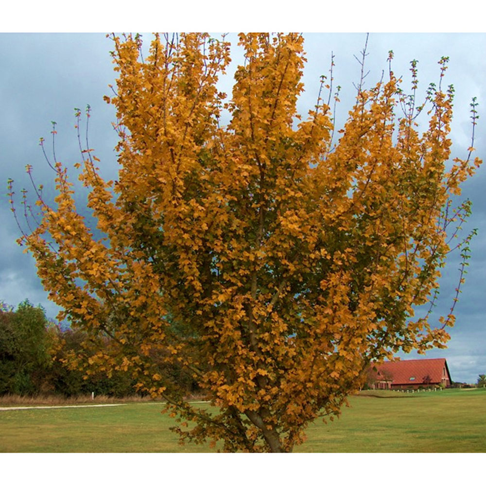 Inspirational Gifting Field Maple Bare Root Hedge Plant Sapling 3-4ft 5 Pack Image 3