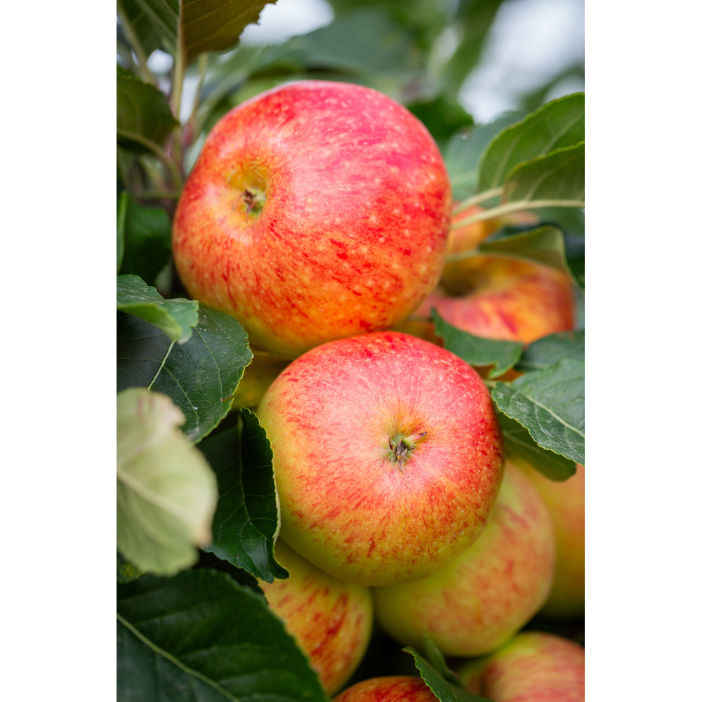 Frank P Matthews Trees Apple Malus James Grieve MM106 Bush Tree in Pot 12L Image 2