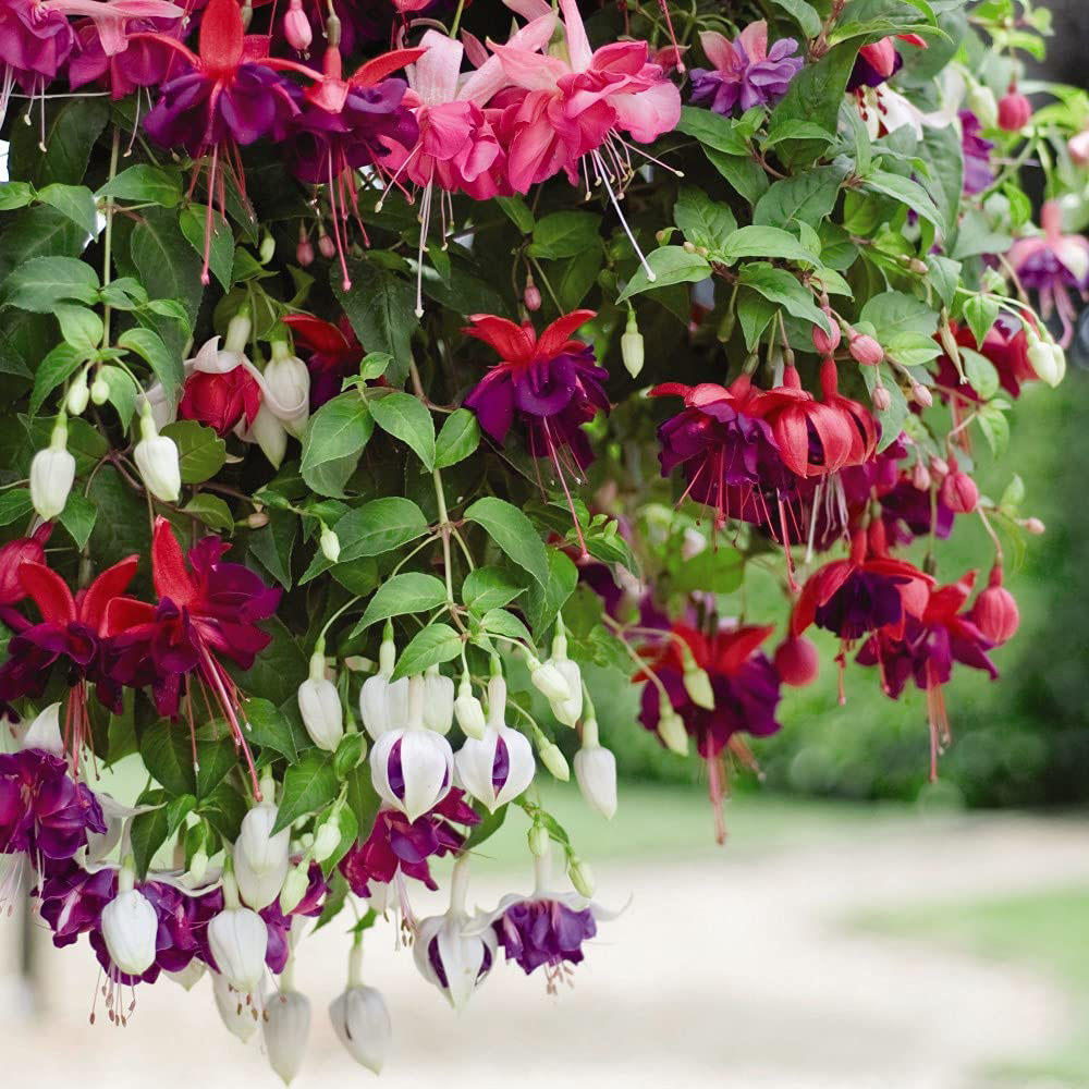 Thompson and Morgan Fuchsia Trailing Mix Hanging Basket 35cm 2 Pack Image 2