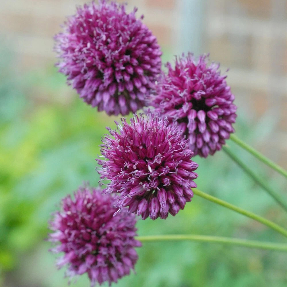 Thompson and Morgan Allium Drumstick Planting Bulb 80 Pack Image 4
