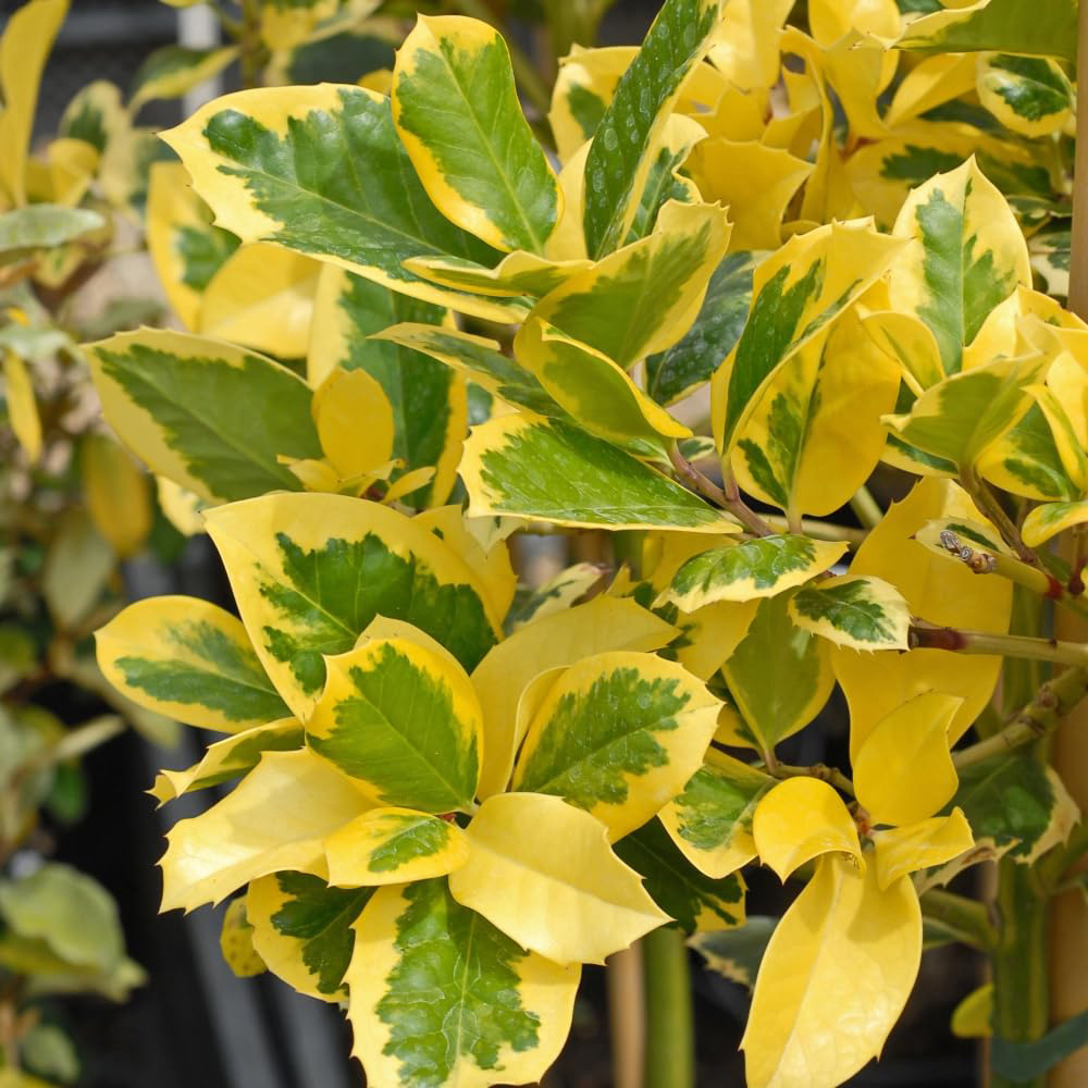 Thompson and Morgan Ilex Holly Altaclerensis Golden King Potted Plant 3L Image 4