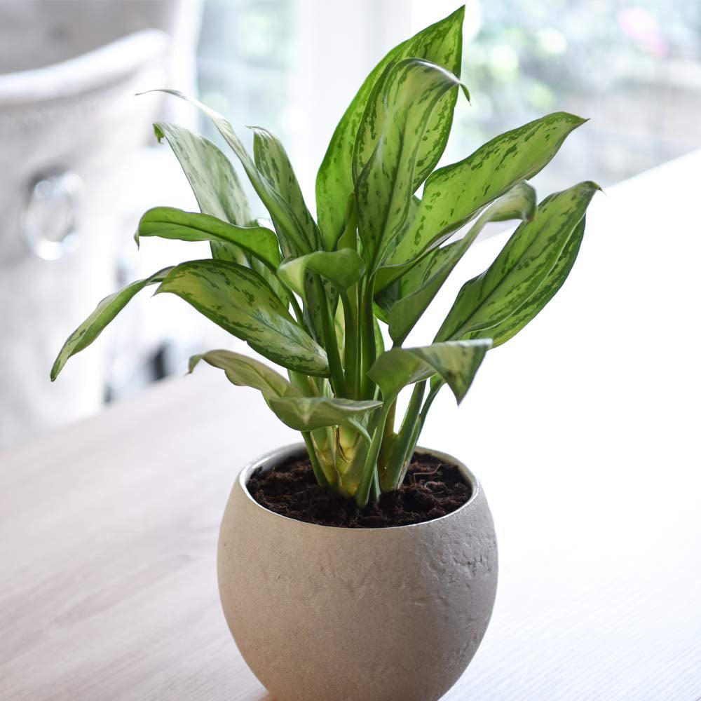 Thompson and Morgan Aglaonema Christina Chinese Evergreen Plant Pot 12cm Image 4