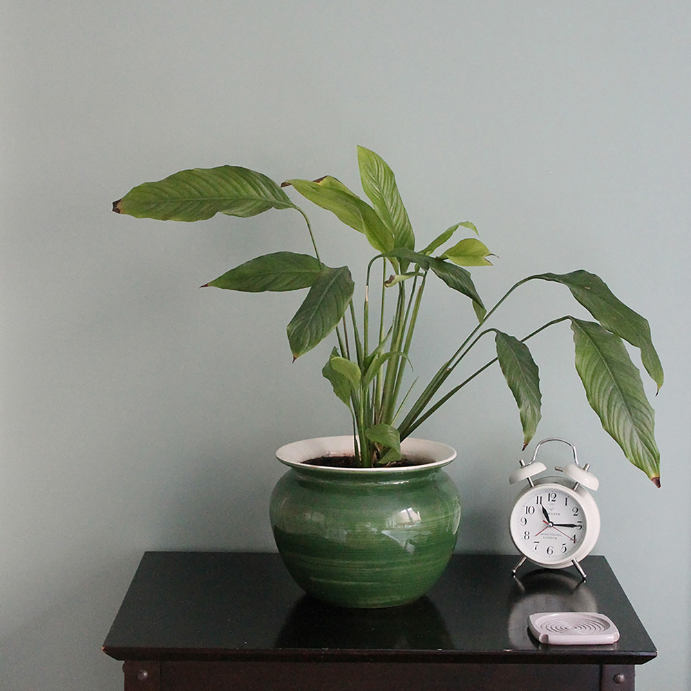 Thorndown Walls and Ceilings Goddess Green Matt Paint 2.5L Image 6