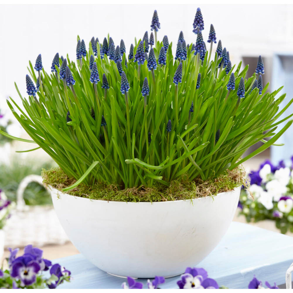 YouGarden Muscari Joyce Spirit Planting Bulb 100 Pack Image 2
