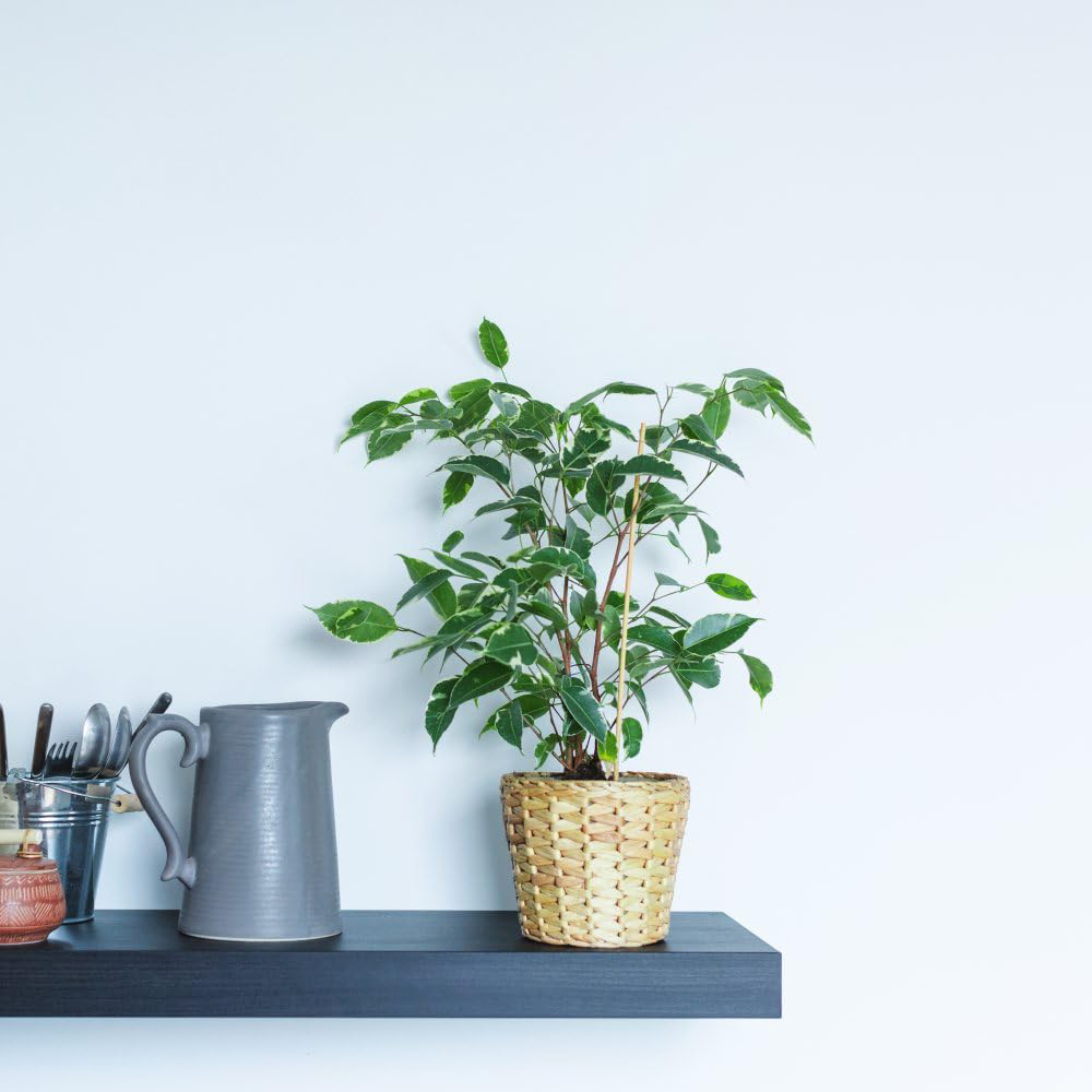 Thompson and Morgan Ficus Benjamina Variegated Weeping Fig Plant Pot 12cm 2 Pack Image 5