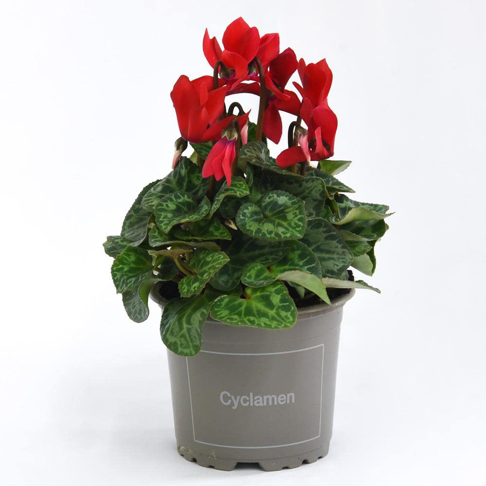 Thompson and Morgan Christmas Gift Cyclamen Wish Red Plant Pot Image 2
