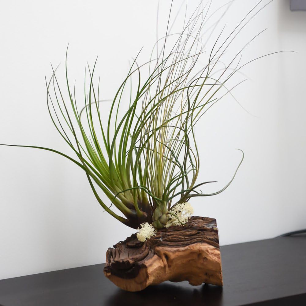 Thompson and Morgan 3 Air Plant on Bog Wood Image 2