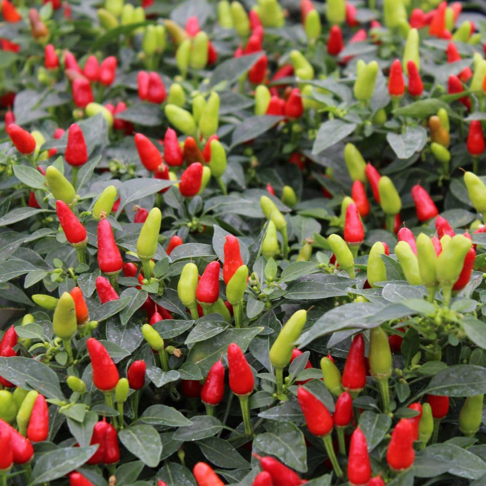 Thompson and Morgan Chilli Capsicum Annuum Fields of Fire Seed Packet Image 2