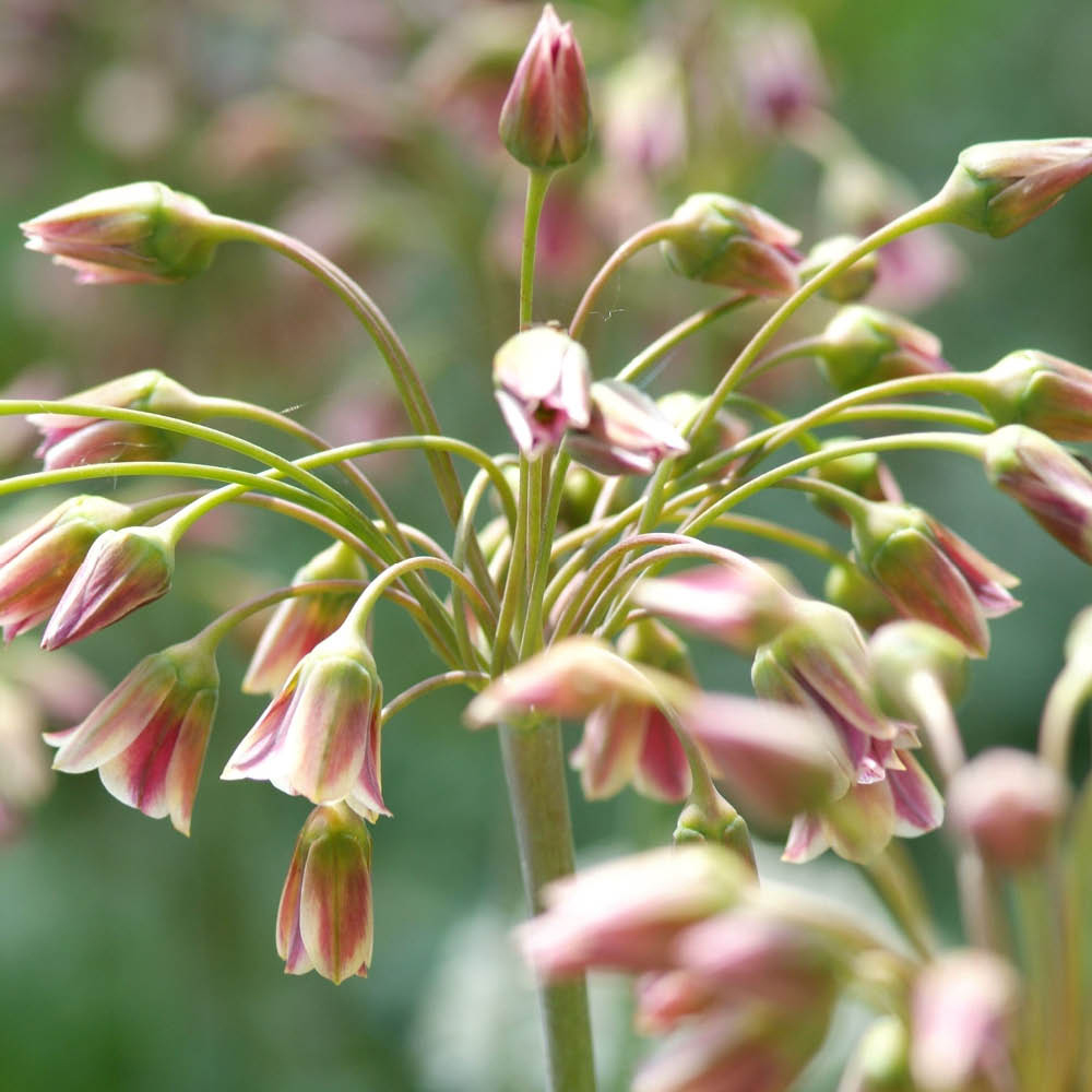 YouGarden Sicilian Honey Garlic Allium Siculum Planting Bulb 30 Pack Image 1