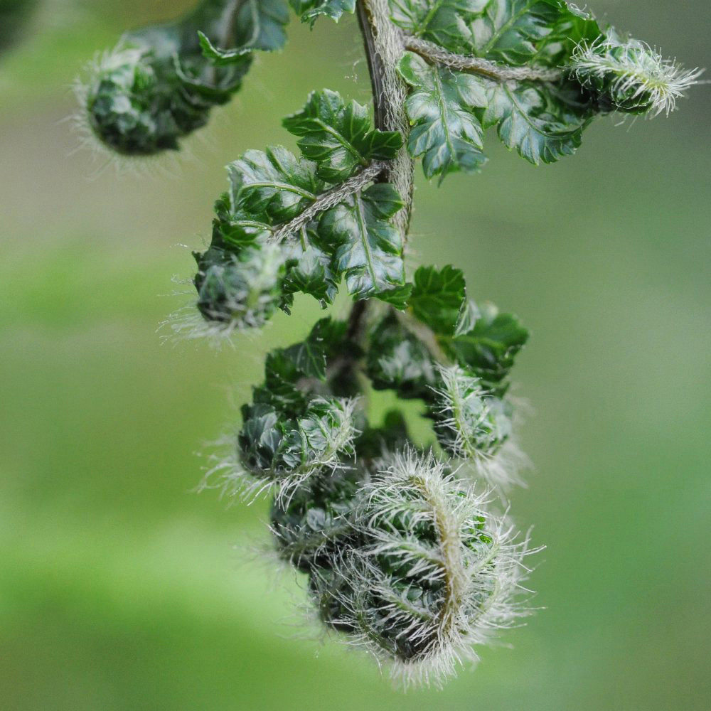 Thompson and Morgan Fern Tree Dicksonia Antarctica Plant Pot 2L Image 3