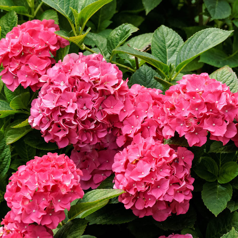 YouGarden Hydrangea Macrophylla Pink Mophead Standard Plant in Pot 18cm Image 2
