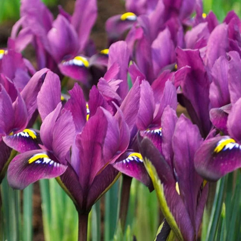 Thompson and Morgan Iris Reticulata Purple Hill Autumn Planting Bulb 20 Pack Image 5