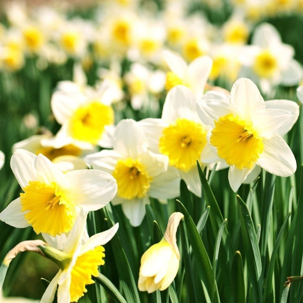 Thompson and Morgan Daffodil Attraction Planting Bulb 32 Pack Image 3