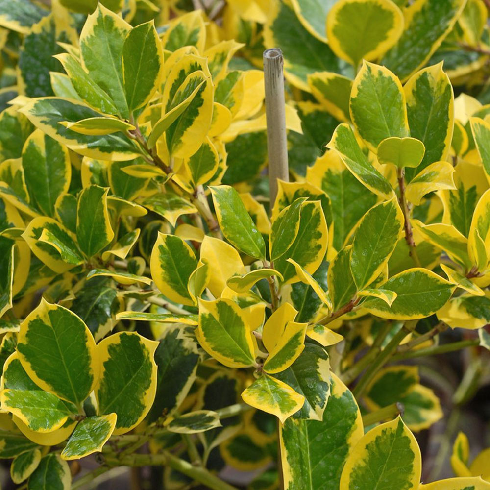 Thompson and Morgan Ilex Holly Altaclerensis Golden King Plant Pot 9cm Image 3
