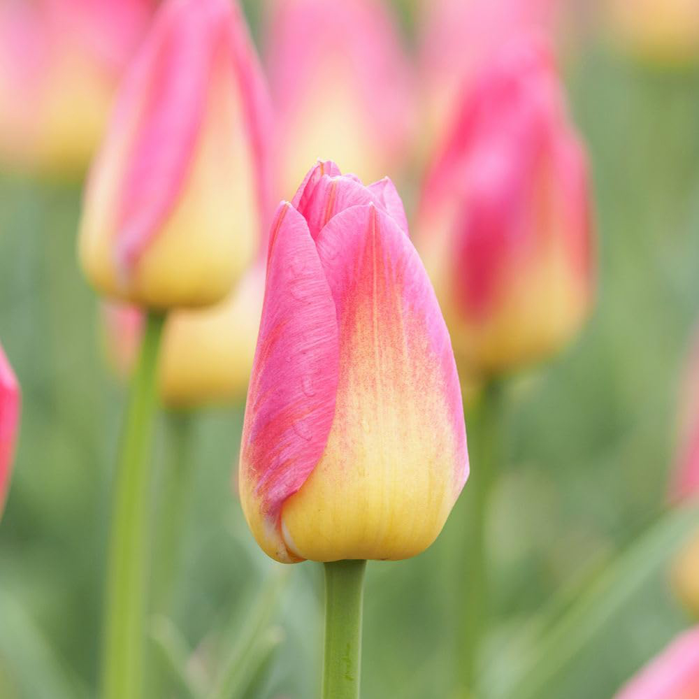 Thompson and Morgan Tulip Dynasty Planting Bulb 10 Pack Image 4