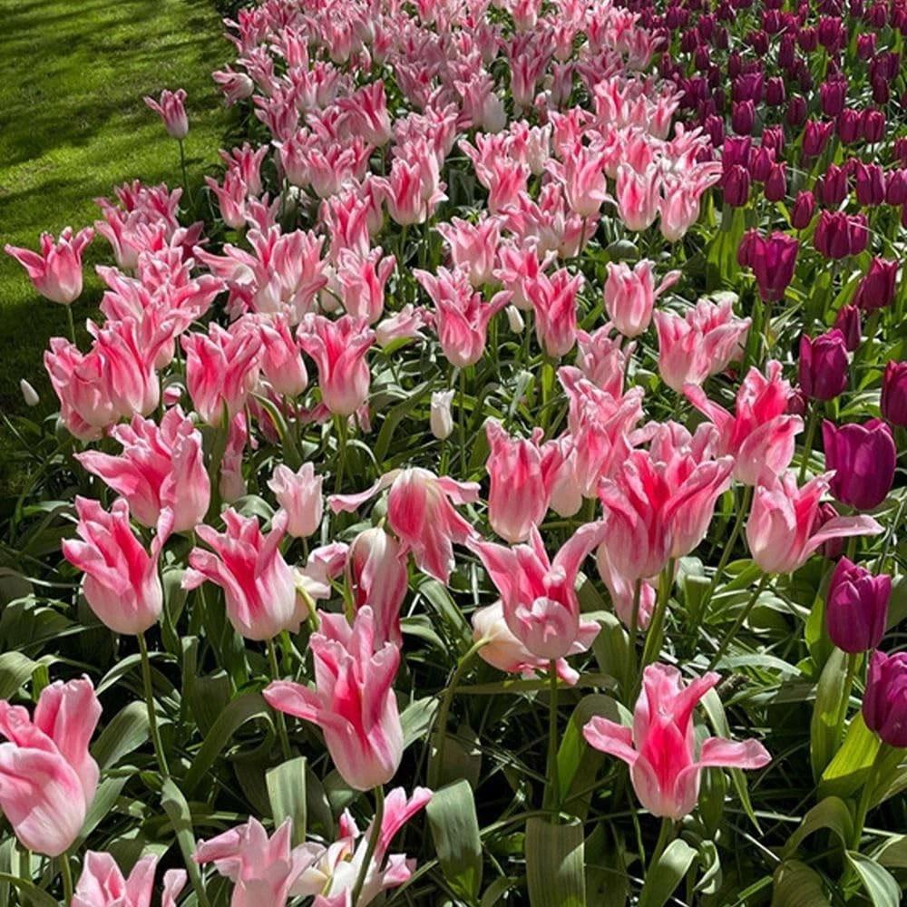 Thompson and Morgan Tulip Holland Chic Planting Bulb 8 Pack Image 3