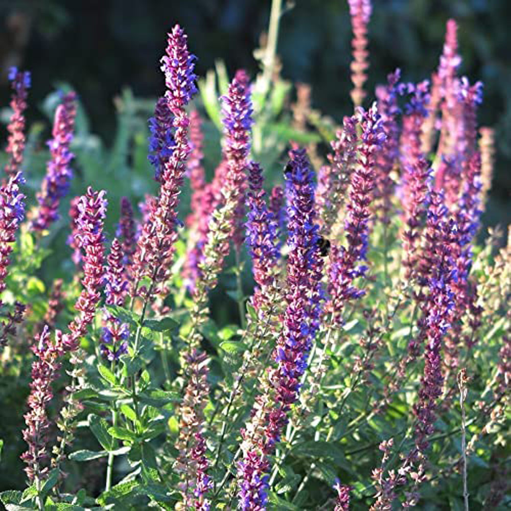 Thompson and Morgan Nurserymans Choice Perennial Cottage Garden Plant Pot 9cm Image 5