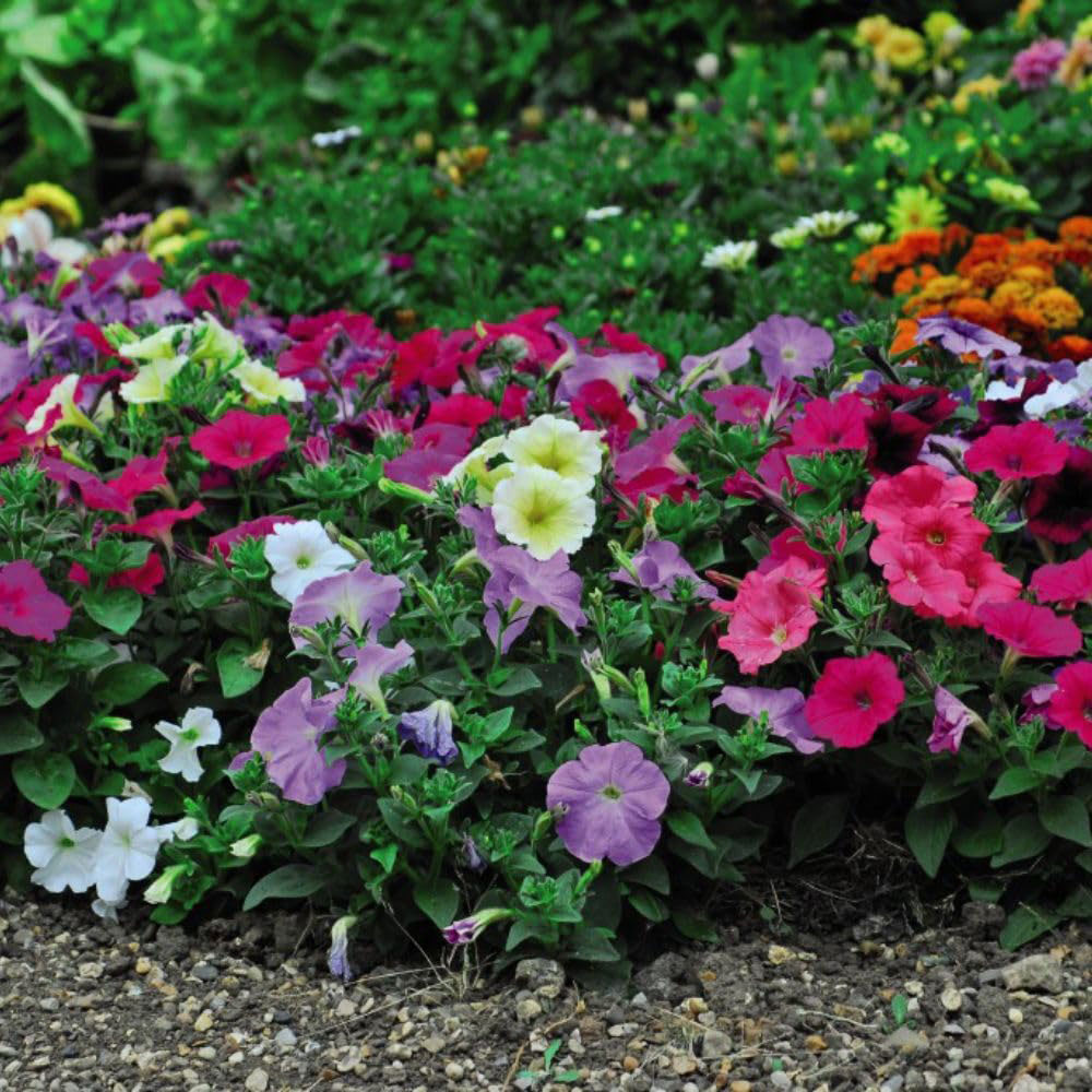 Thompson and Morgan Container Collection Garden Ready Plant 60 Pack Image 4