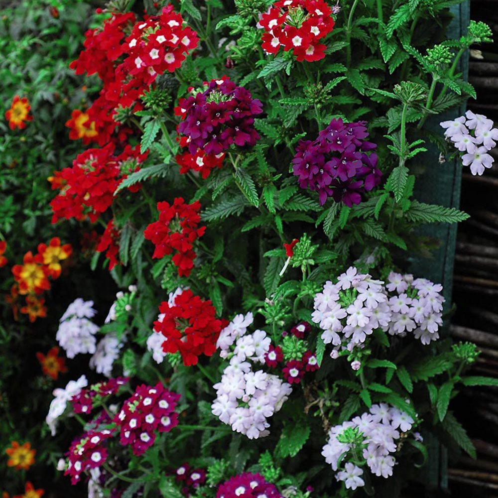 Thompson and Morgan Verbena Quartz Garden Ready Plant 15 Pack Image 3