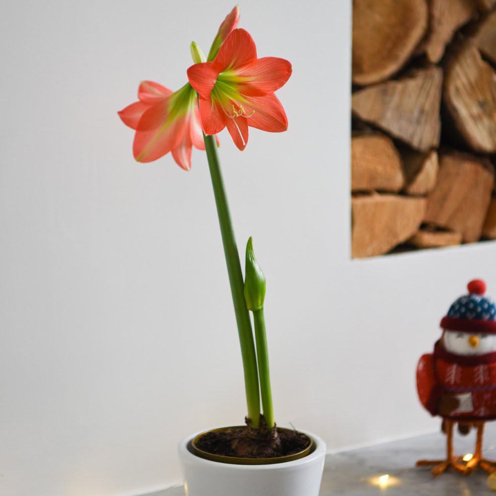 Thompson and Morgan Christmas Gift Amaryllis Hippeastrum Colibri Rascal Plant Pot 10cm 2 Pack Image 2