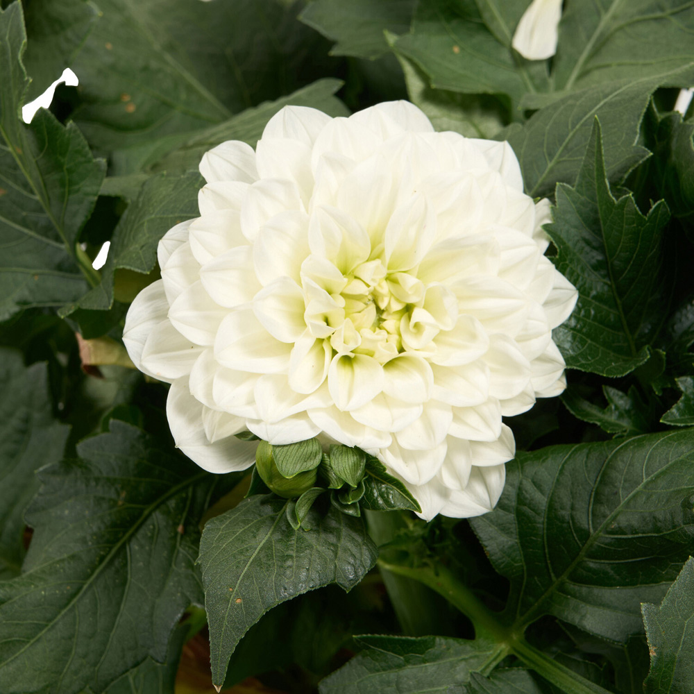Dahlia XXL Mixed Plant Image 9