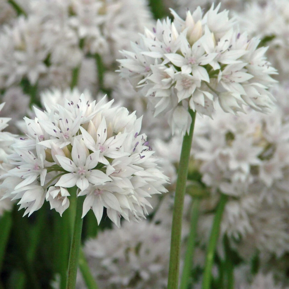 Thompson and Morgan Allium Graceful Beauty Planting Bulb 8 Pack Image 4