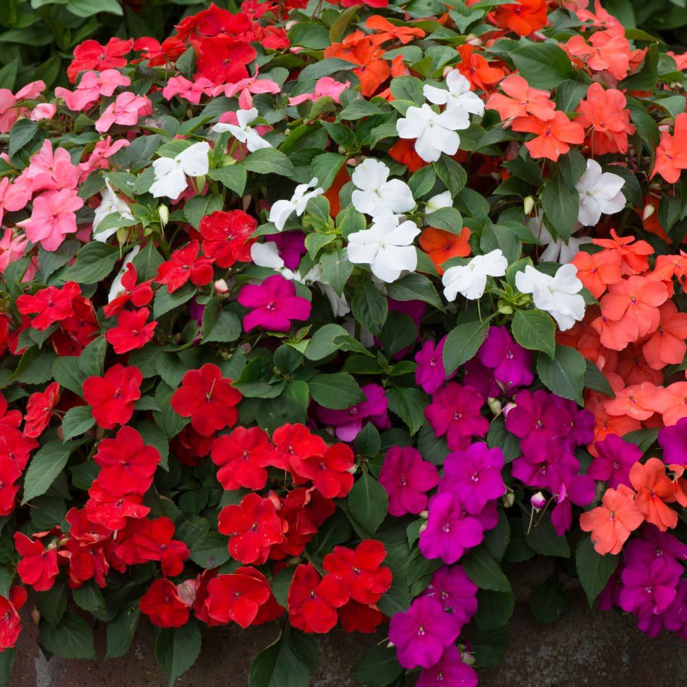 Thompson and Morgan Garden Ready Bedding Collection Garden Ready Plant 120 Pack Image 5