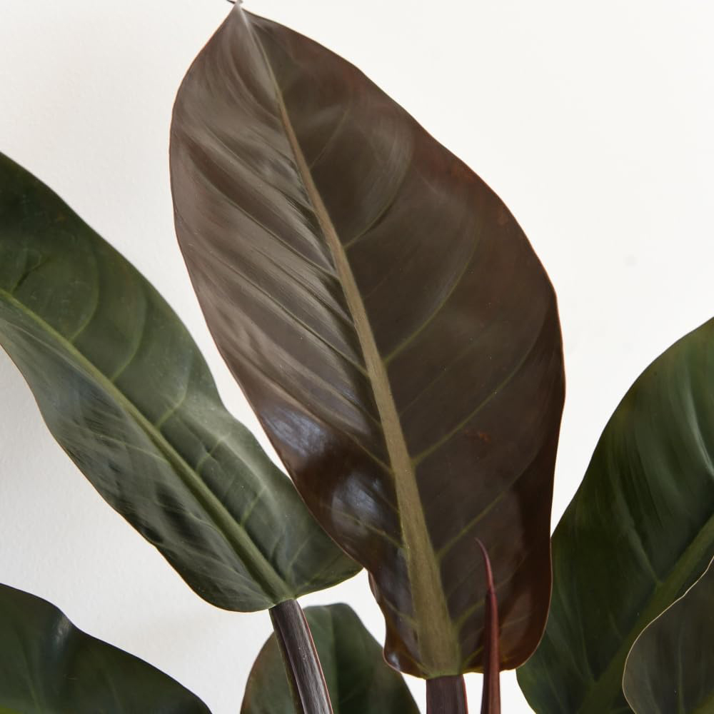 Thompson and Morgan Philodendron Imperial Red Plant Pot 17cm Image 2