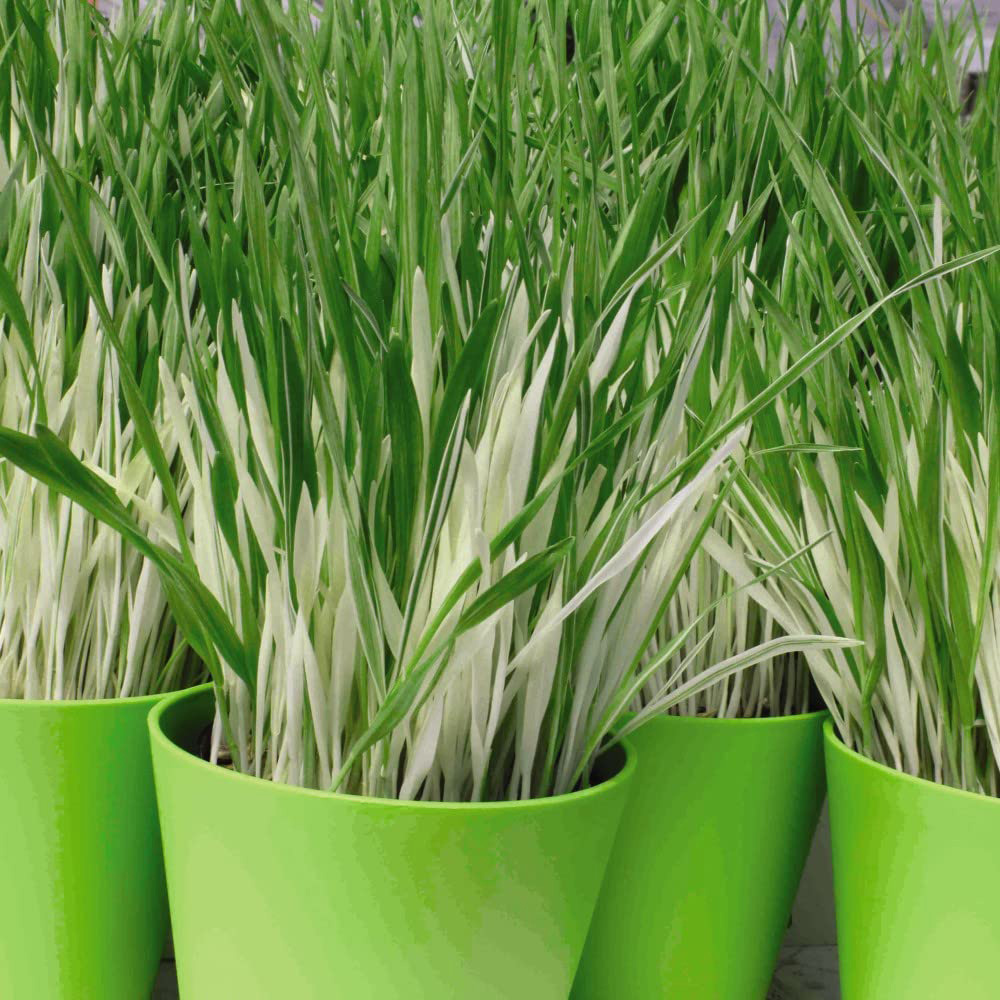 Thompson and Morgan Cat Grass Tabby Hordeum Vulgarie Varigated Seeds Image 2