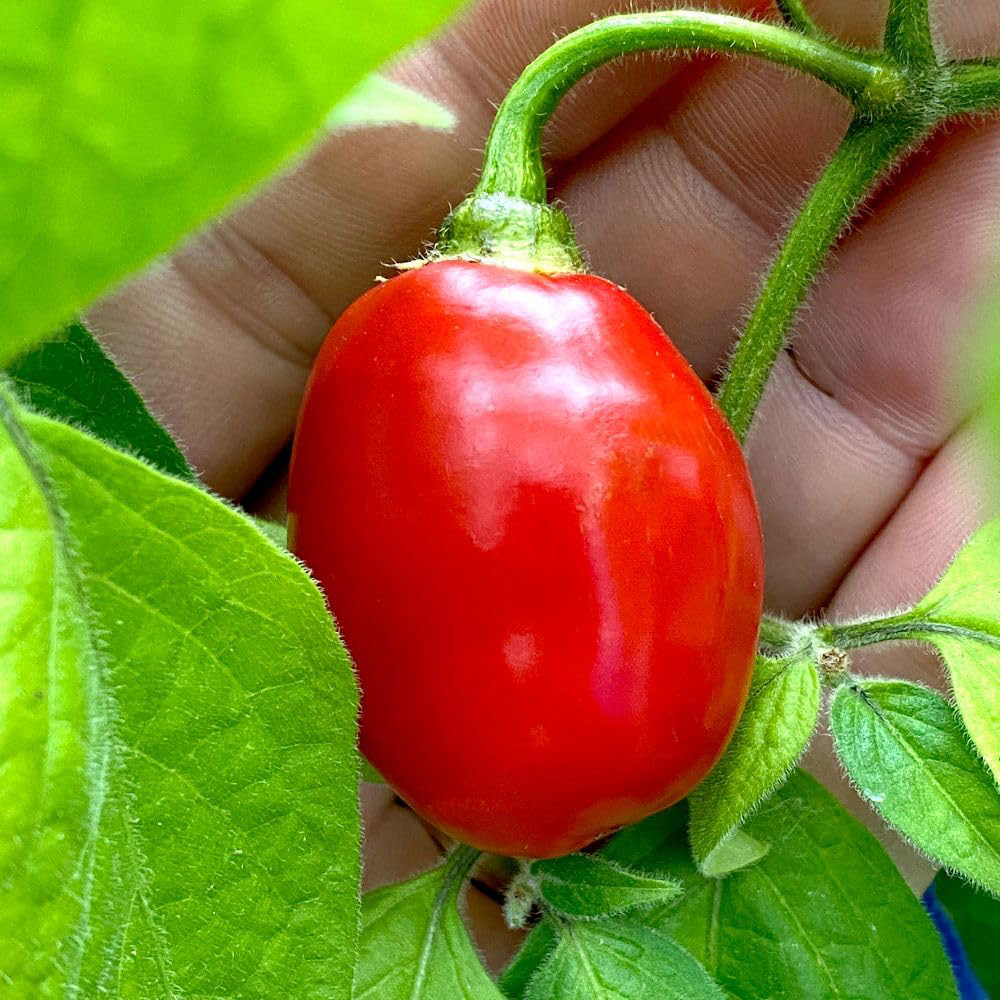 Thompson and Morgan Chilli Pepper Capsicum pubescens Scallywag Seed Packet Image 3