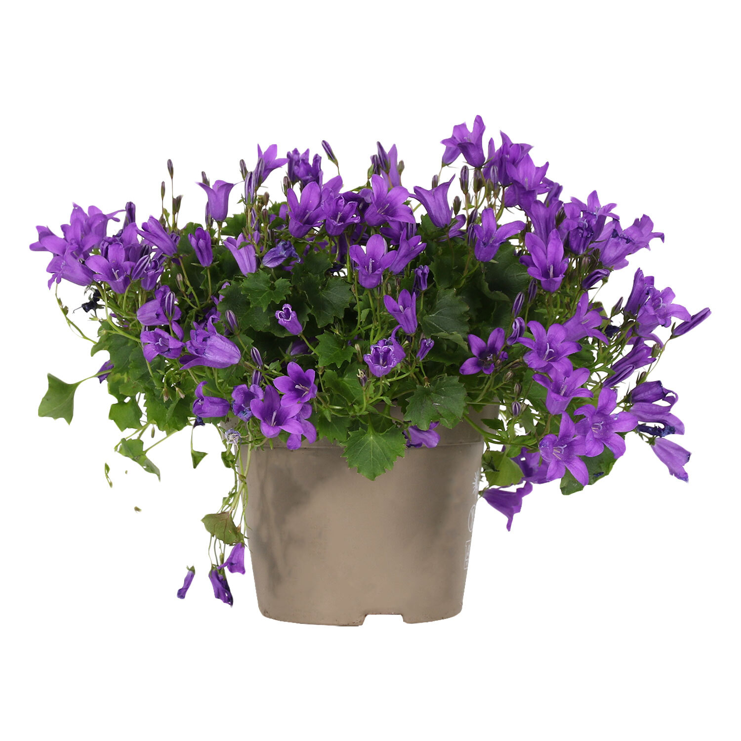 Campanula Blue - Single - Autumn Image