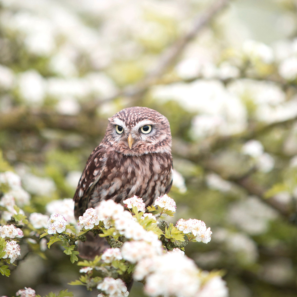 Mirrorstone Nexus Owl In The Spring Picture Wi-Fi Infrared Heating Panel 350W 595 x 595mm Image 4