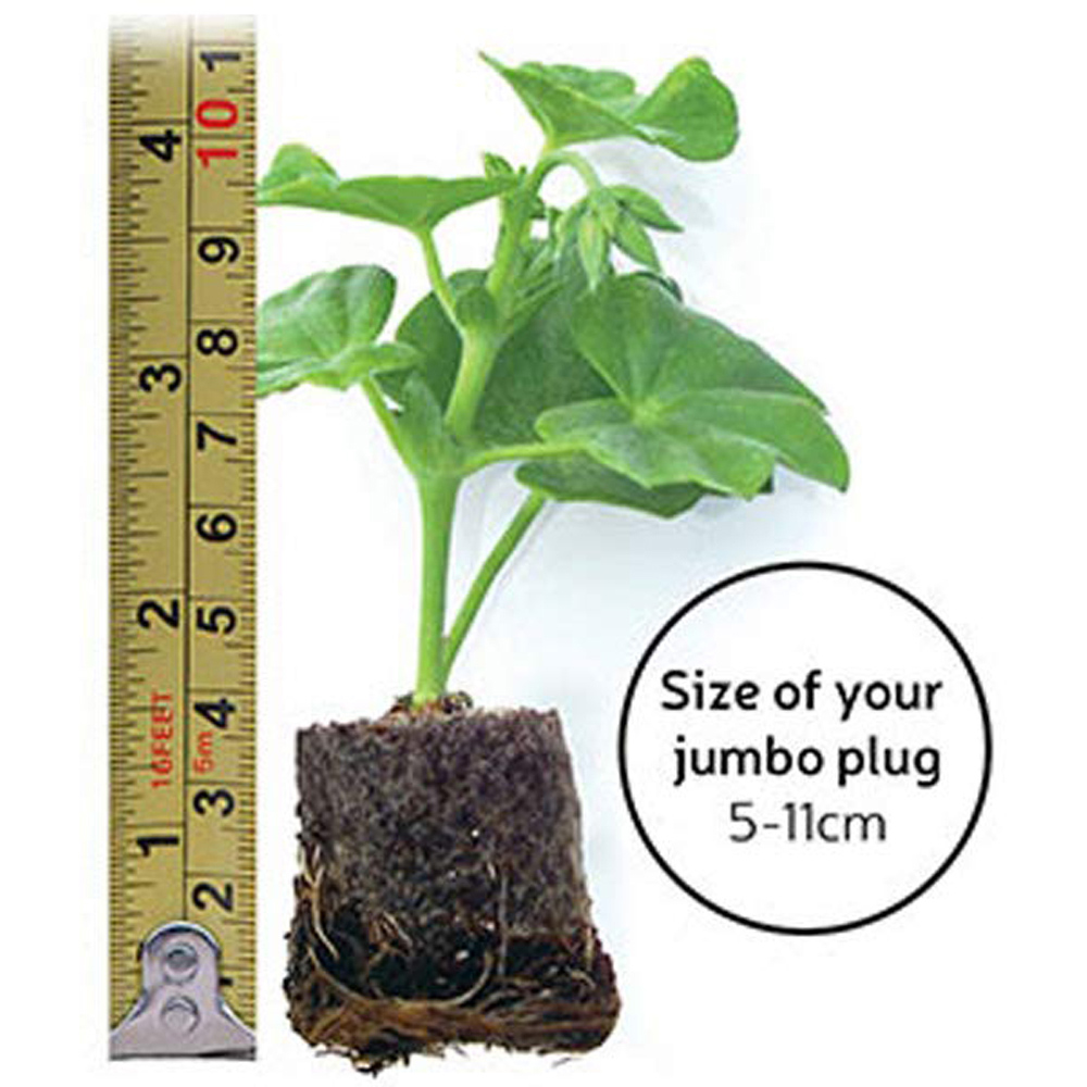 Thompson and Morgan Alstroemeria Summer Duo Jumbo Plug Plant 2 Pack Image 9