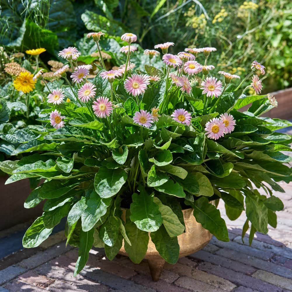 Thompson and Morgan Gerbera Garvinea Cheeky Pink Plant Pot 7cm Image 4