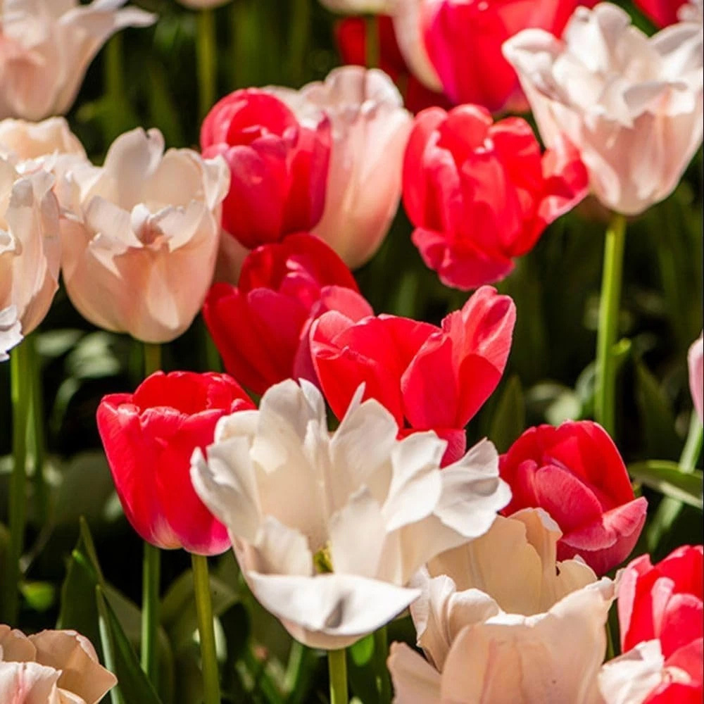 Thompson and Morgan Tulip Strawberries and Cream Collection Planting Bulb 10 Pack Image 2