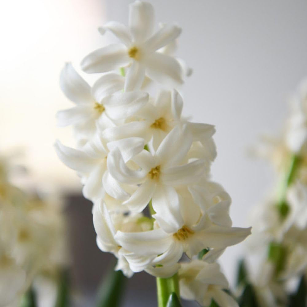 Thompson and Morgan Christmas Gift Hyacinth White Pearl 5 Planting Bulb in Pot 2 Pack Image 5