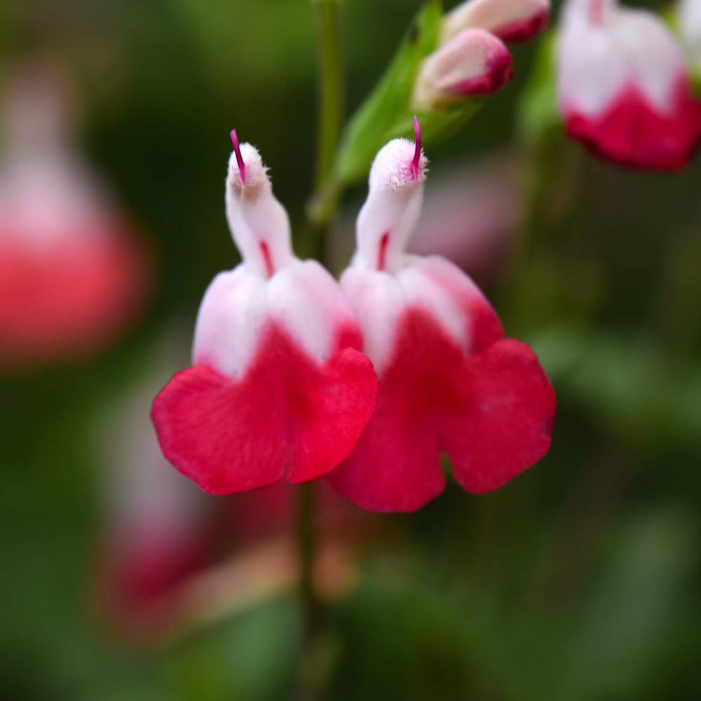 Thompson and Morgan Salvia Lips Collection Plant in Pot 9cm 3 Pack Image 4