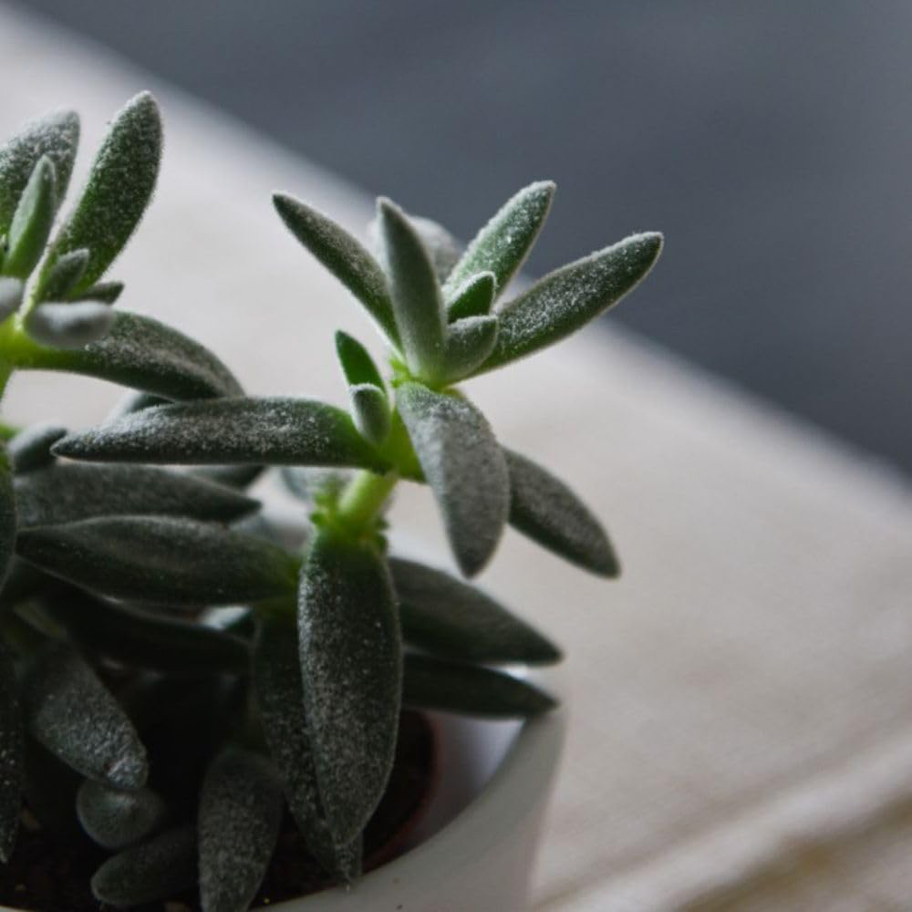 Thompson and Morgan Crassula Tarantula Potted Plant 8.5cm Image 3